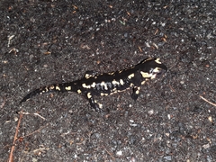 Salamandra salamandra