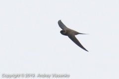 Cypsiurus gracilis gracilis