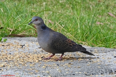 Streptopelia lugens