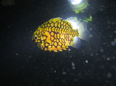 Cleidopus gloriamaris