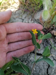 Coronilla scorpioides