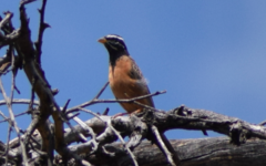 Emberiza tahapisi nivenorum
