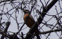 Emberiza tahapisi nivenorum