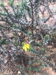 Osteospermum polygaloides