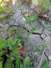 Coronilla scorpioides