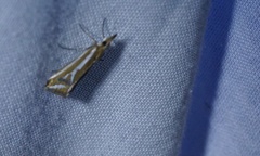 Hednota parahoplitella