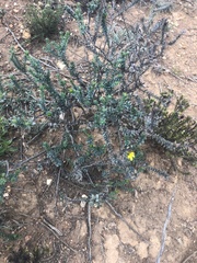 Osteospermum polygaloides