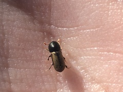 Trypodendron domesticum