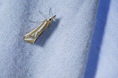 Hednota parahoplitella