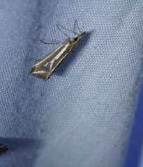 Hednota parahoplitella