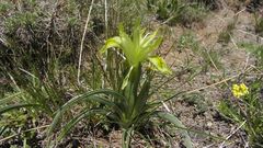 Iris caucasica
