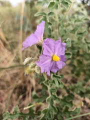 Solanum diversiflorum
