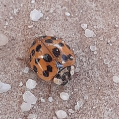 Harmonia axyridis