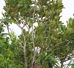 Colea obtusifolia image