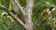 Image of Colea obtusifolia