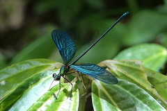 Neurobasis australis