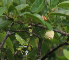 Annona glabra