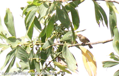 Foudia madagascariensis