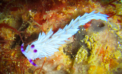 Pteraeolidia ianthina