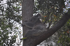 Phascolarctos cinereus cinereus