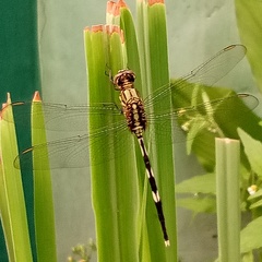 Orthetrum sabina