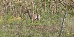 Capreolus capreolus italicus