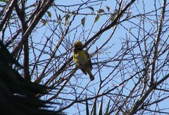 Ploceus velatus