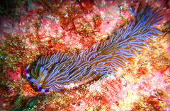 Pteraeolidia ianthina