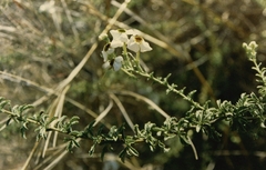 Jamesbrittenia albobadia