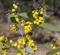 Acacia steedmanii