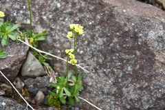 Draba ochroleuca
