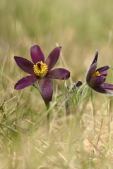 Pulsatilla rubra