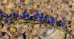 Comesperma volubile
