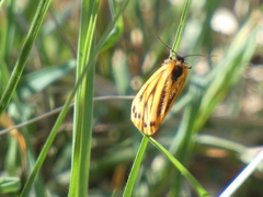 Setina aurita