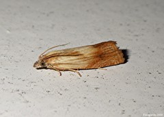 Eucosma umbrastriana