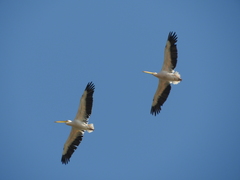 Pelecanus onocrotalus