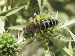 Bembix sinuata