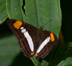 Adelpha serpa