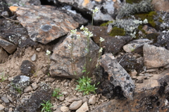 Draba sambukii