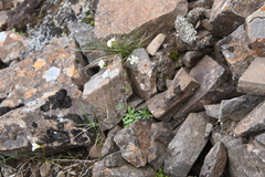 Draba sambukii