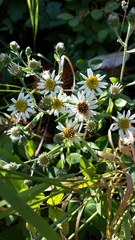 Eurybia radulina