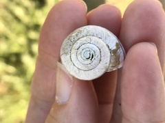 Helminthoglypta arrosa