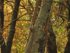 Dendrocopos syriacus