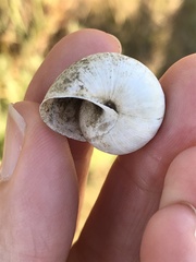 Helminthoglypta arrosa