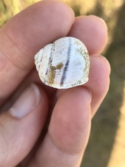 Helminthoglypta arrosa