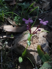 Fedia graciliflora image