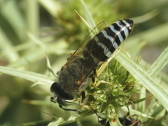 Bembix sinuata