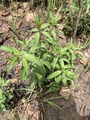 Lippia chevalieri
