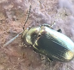 Phratora vitellinae