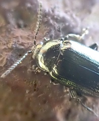 Phratora vitellinae